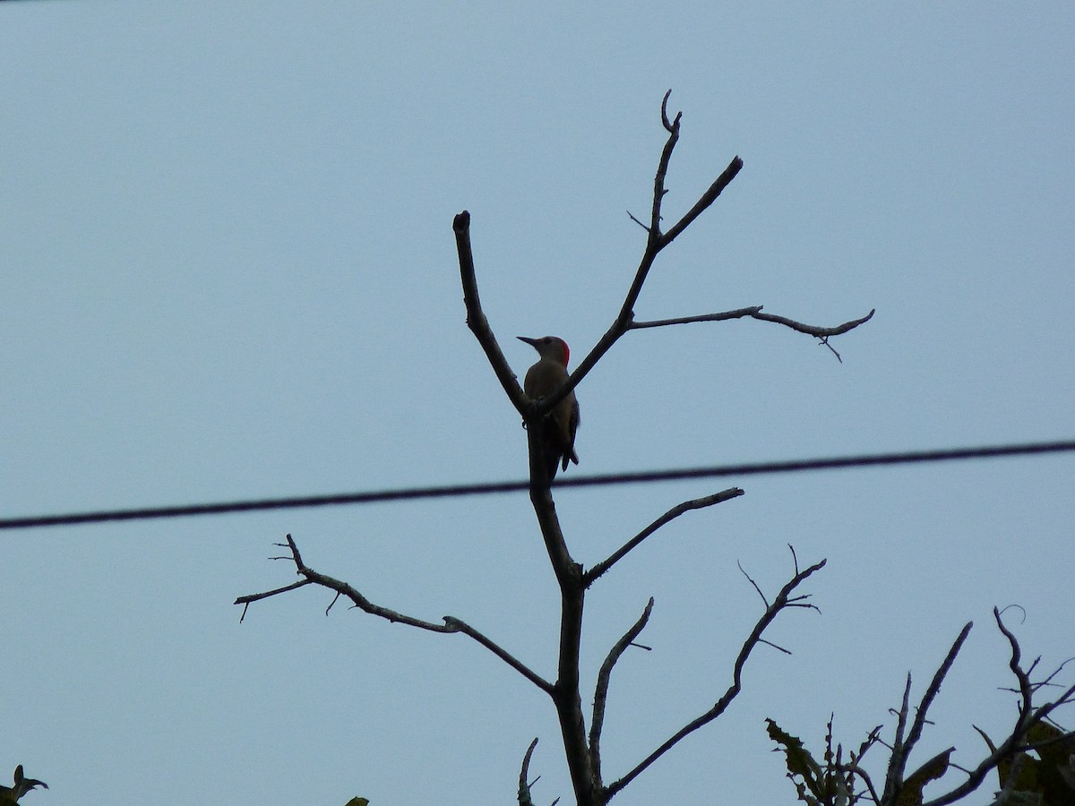 Golden-fronted Woodpecker - ML326767171