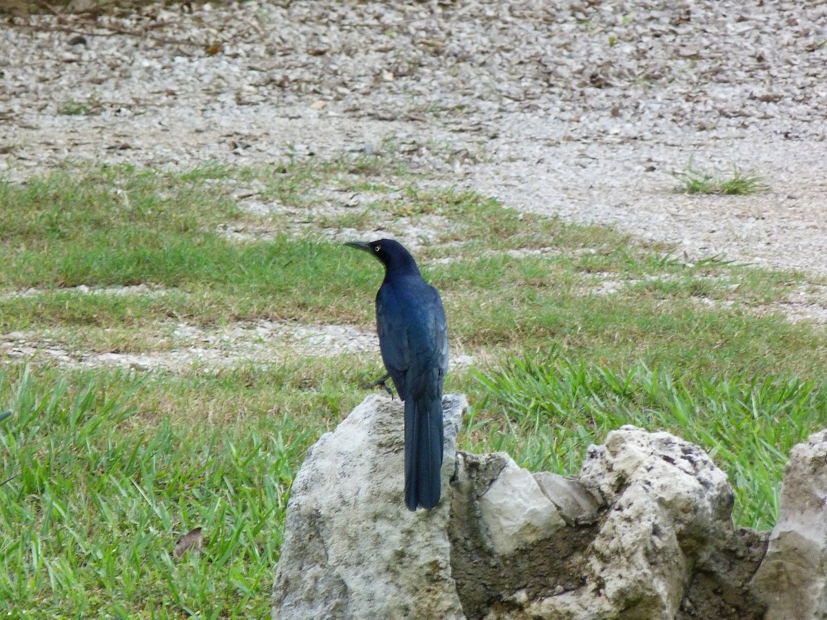 Great-tailed Grackle - ML326767301