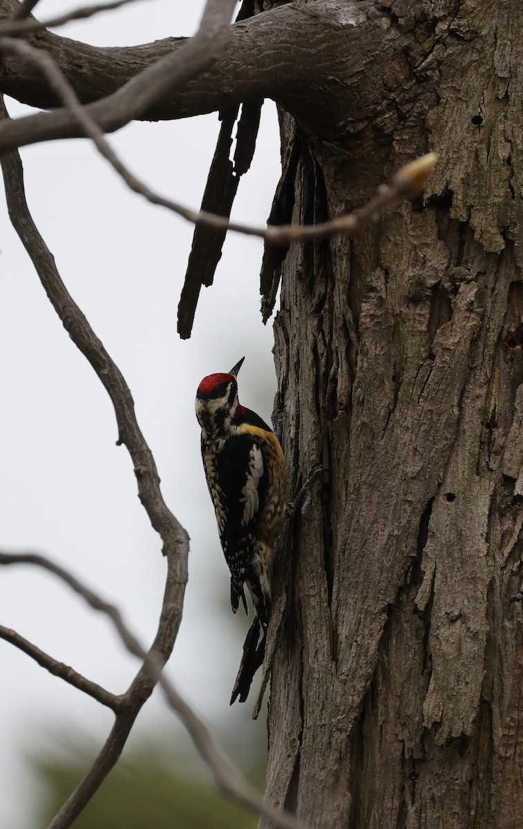 Yellow-bellied Sapsucker - ML326767541