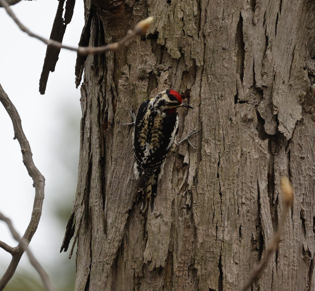 Yellow-bellied Sapsucker - ML326767551