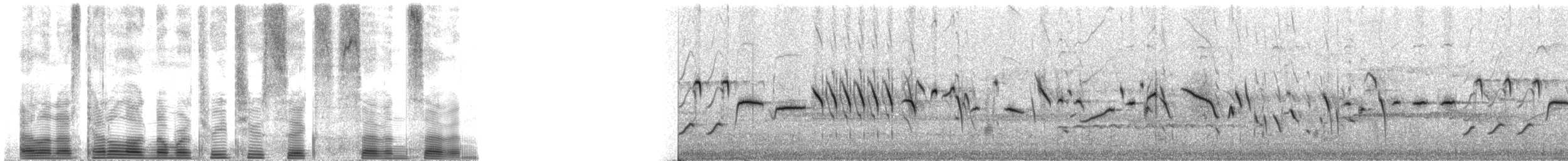 Island Canary (Domestic type) - ML32677