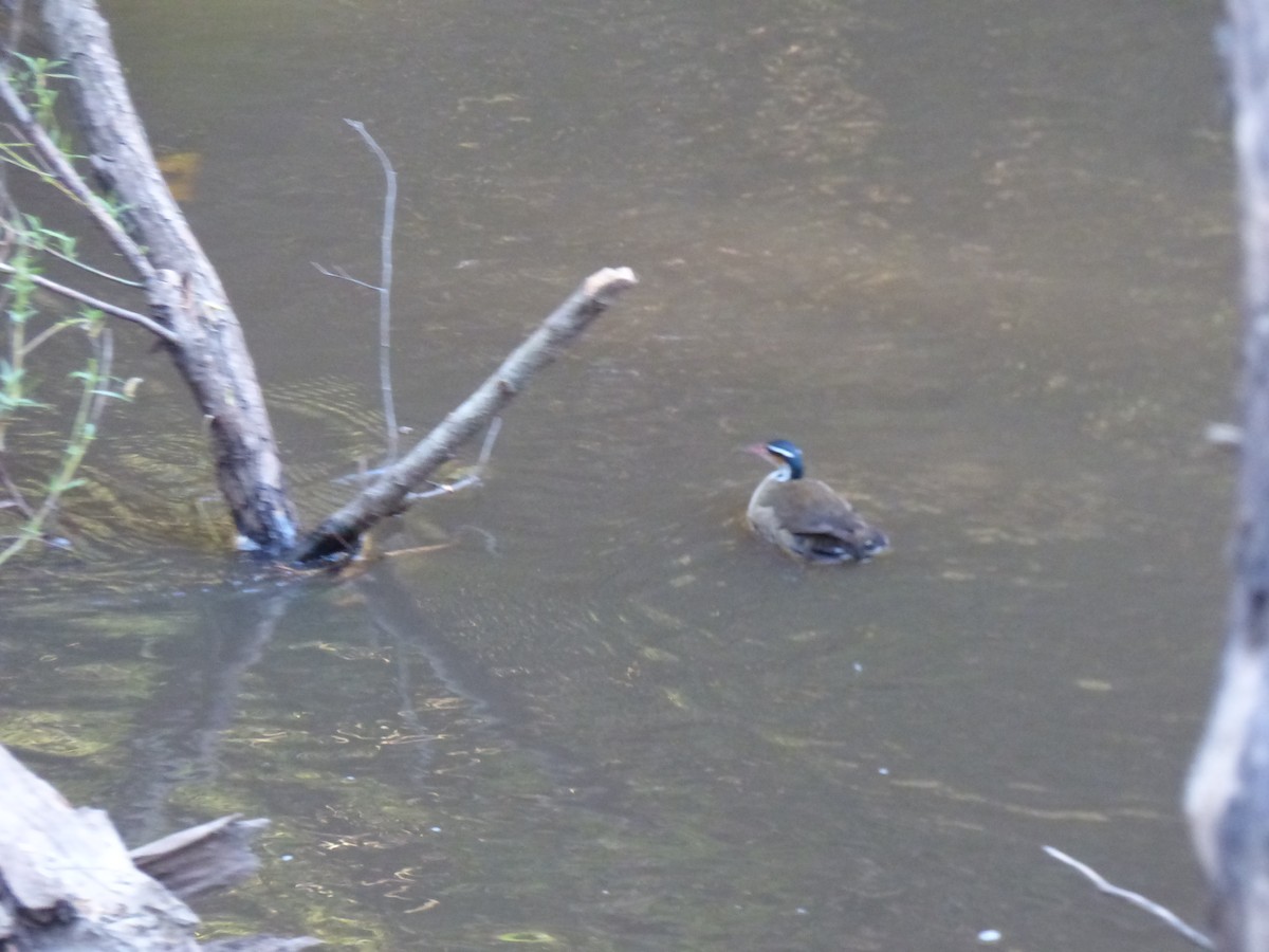 Sungrebe - ML32677071