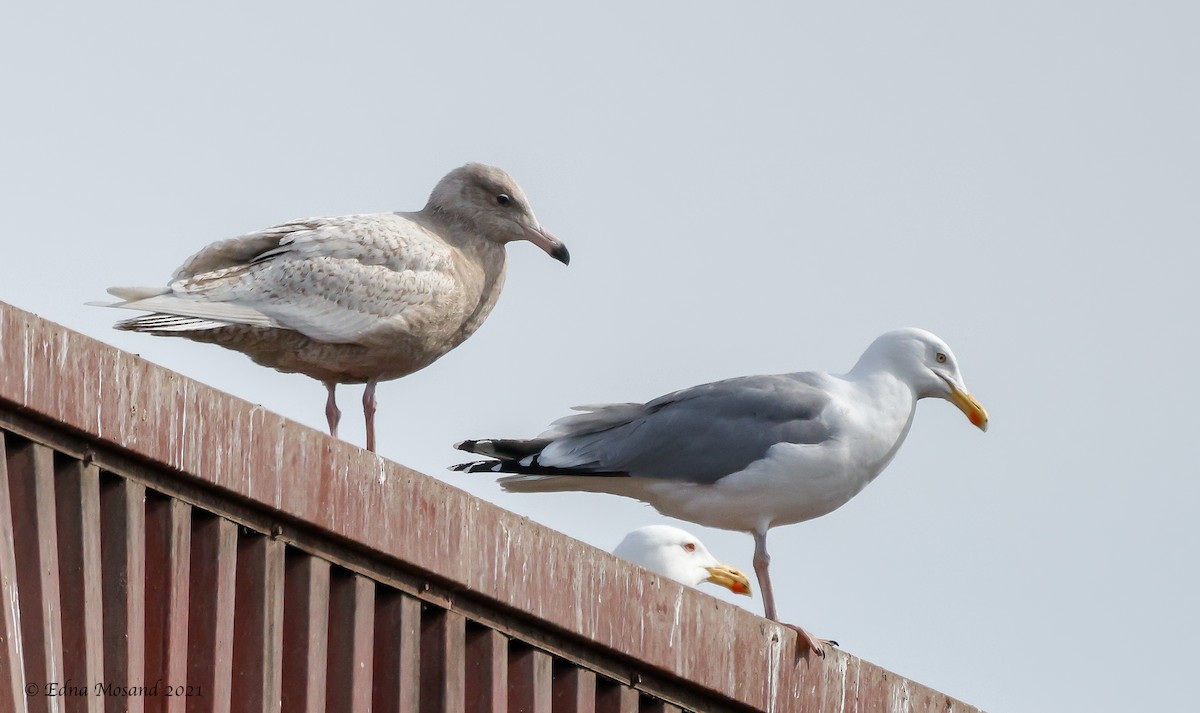 Мөсний цахлай - ML326775391