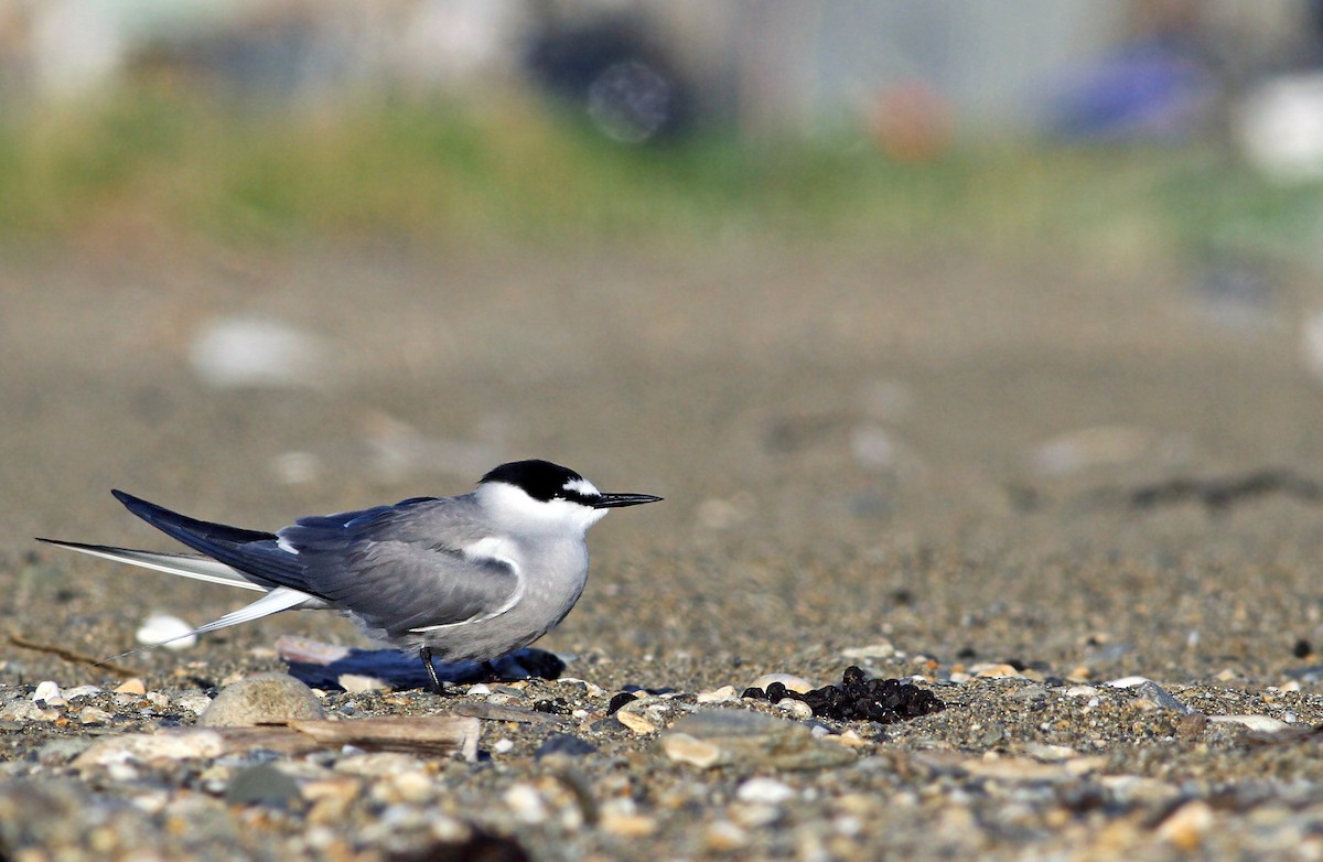 Aleutian Tern - Andrew Spencer