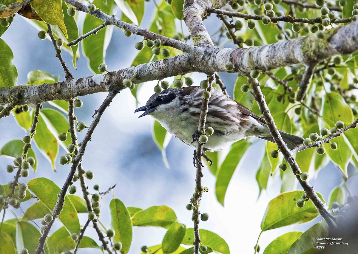 Long-billed Rhabdornis - ML326775611