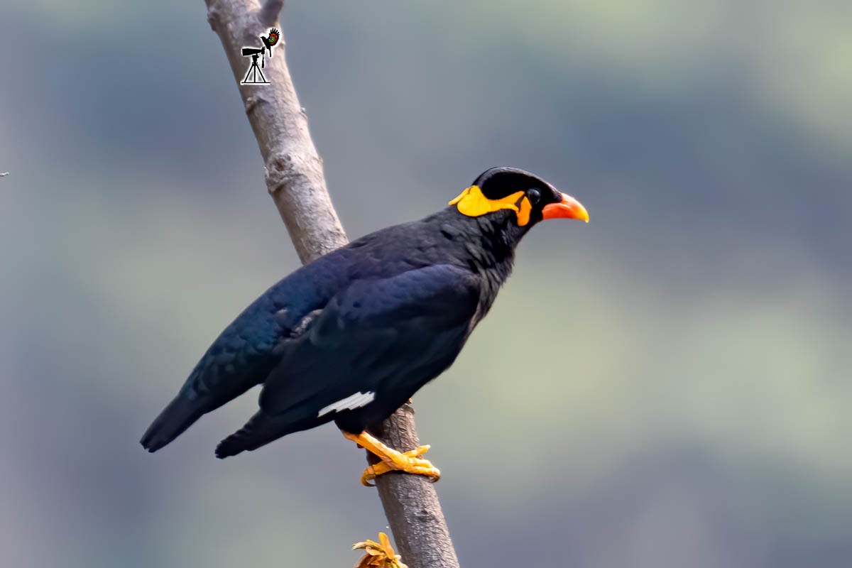 Common Hill Myna - Uday Agashe