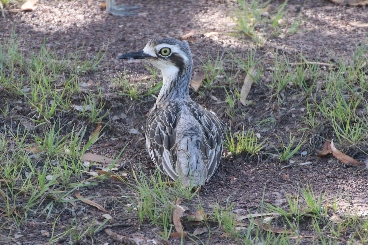 Bush Thick-knee - ML326776331