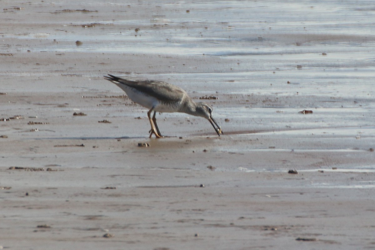 Gray-tailed Tattler - ML326776371