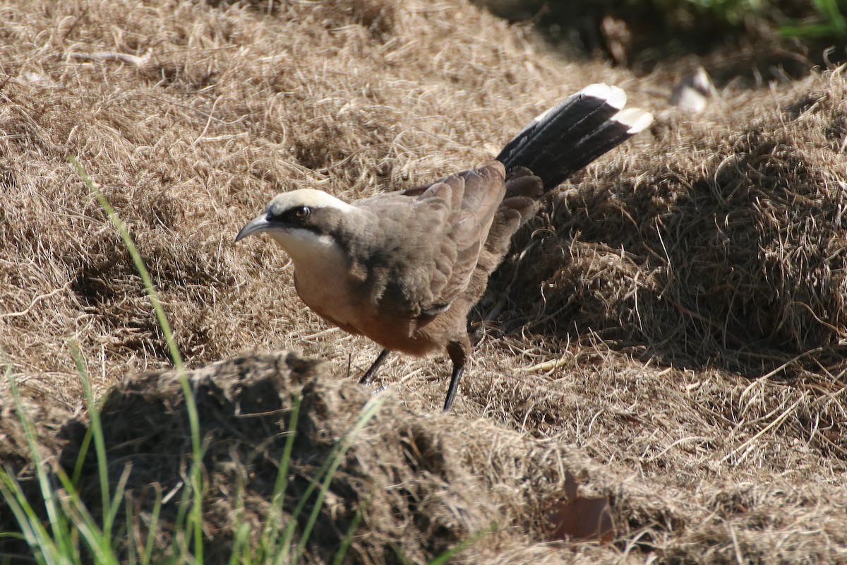 Gray-crowned Babbler - ML326776781