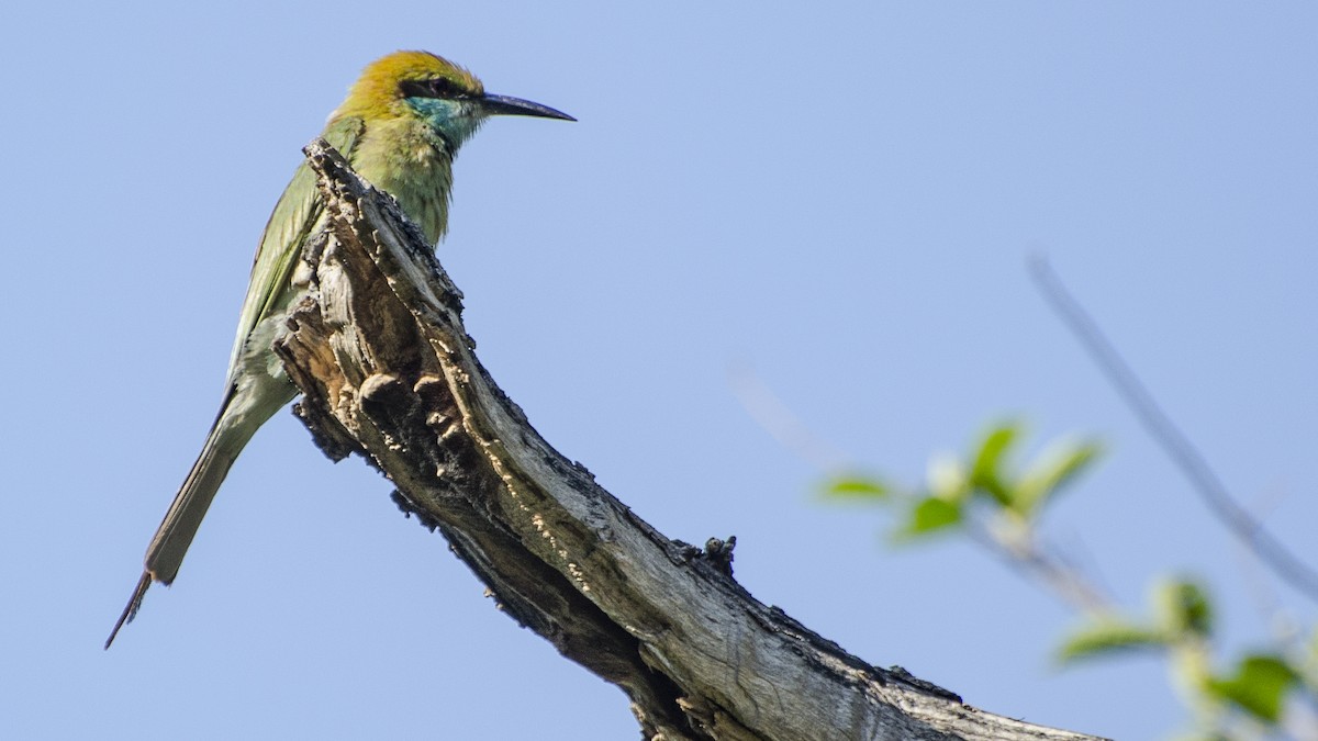 Asian Green Bee-eater - ML326776801