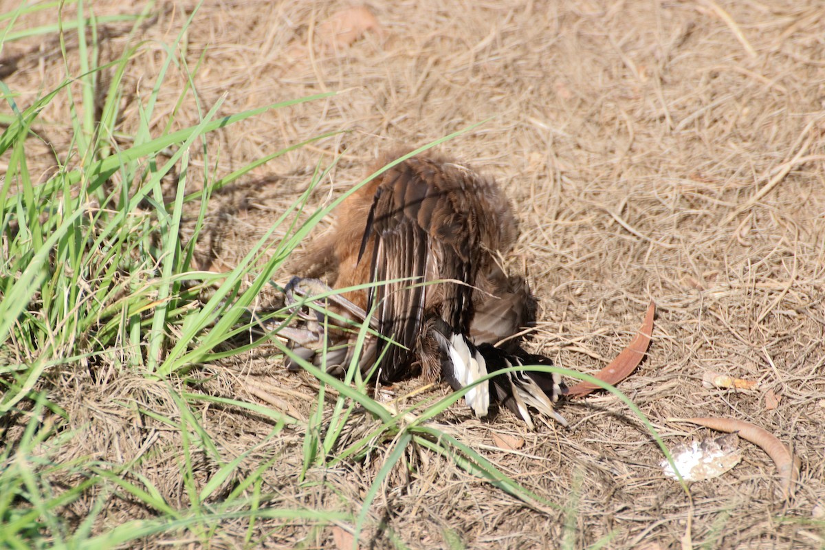 Gray-crowned Babbler - ML326776831