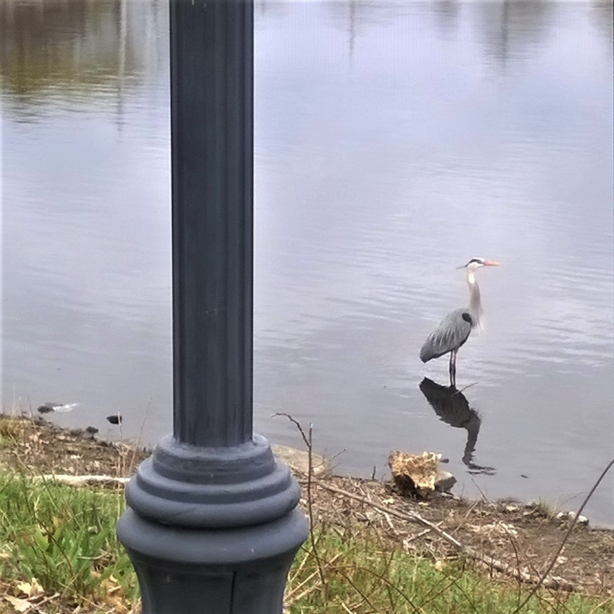 Great Blue Heron - ML326777741