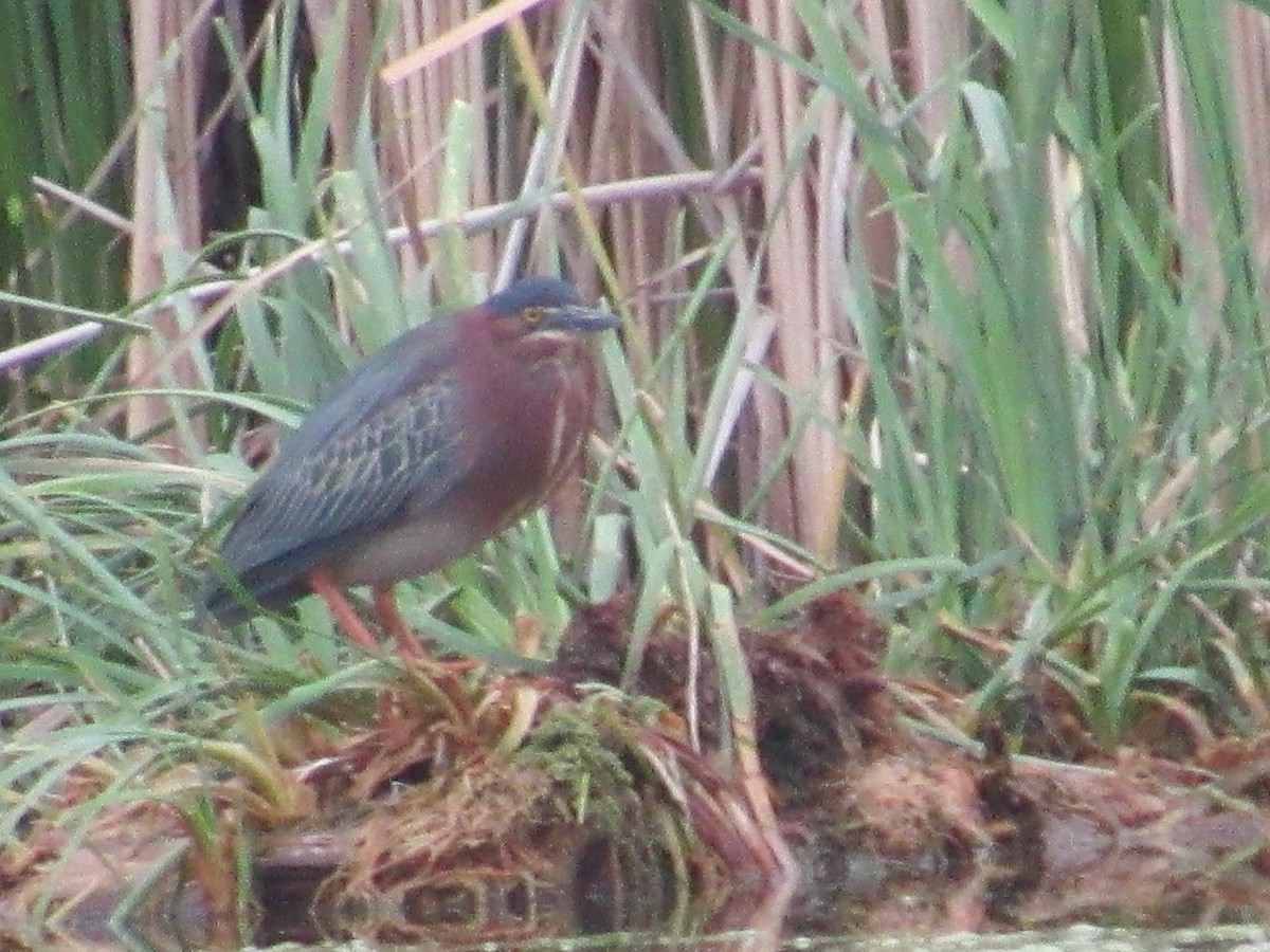 Green Heron - ML326778611