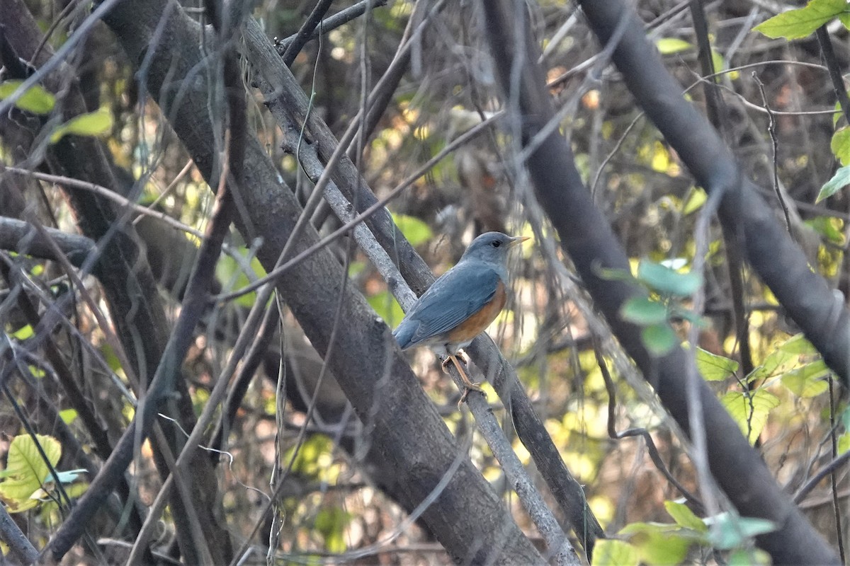 Gray-backed Thrush - 志民 蘇