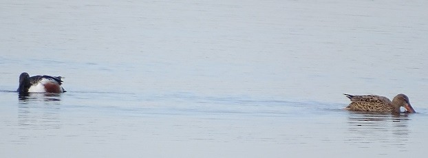 Northern Shoveler - ML326780941