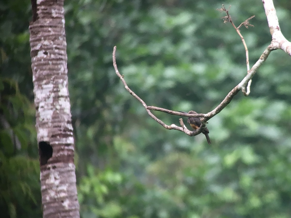 Dusky-backed Jacamar - Gumercindo  Pimentel