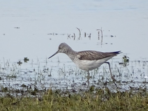 Common Greenshank - ML326781031