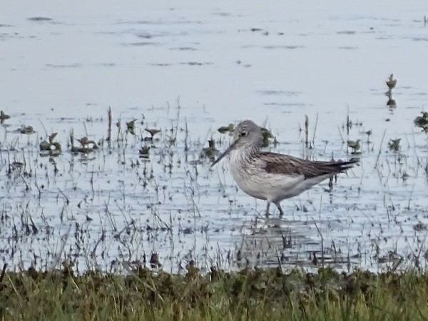 Common Greenshank - ML326781041