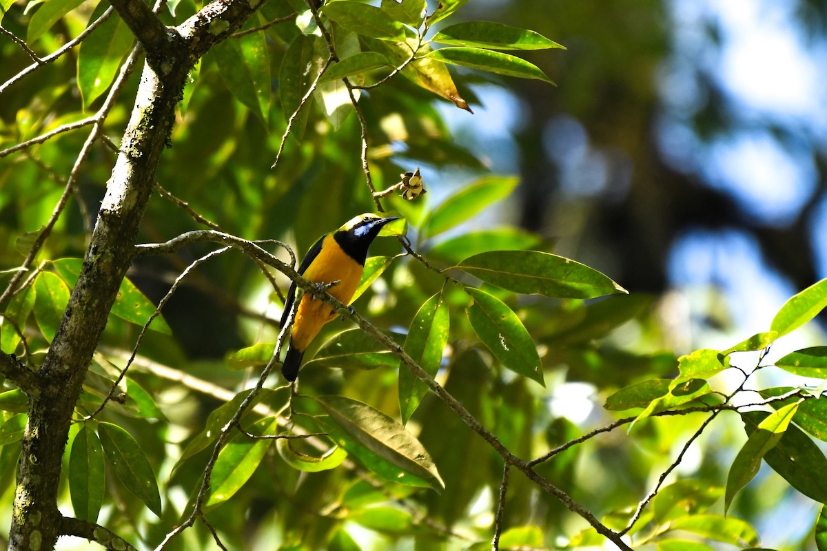 Orangebauch-Blattvogel - ML326781391