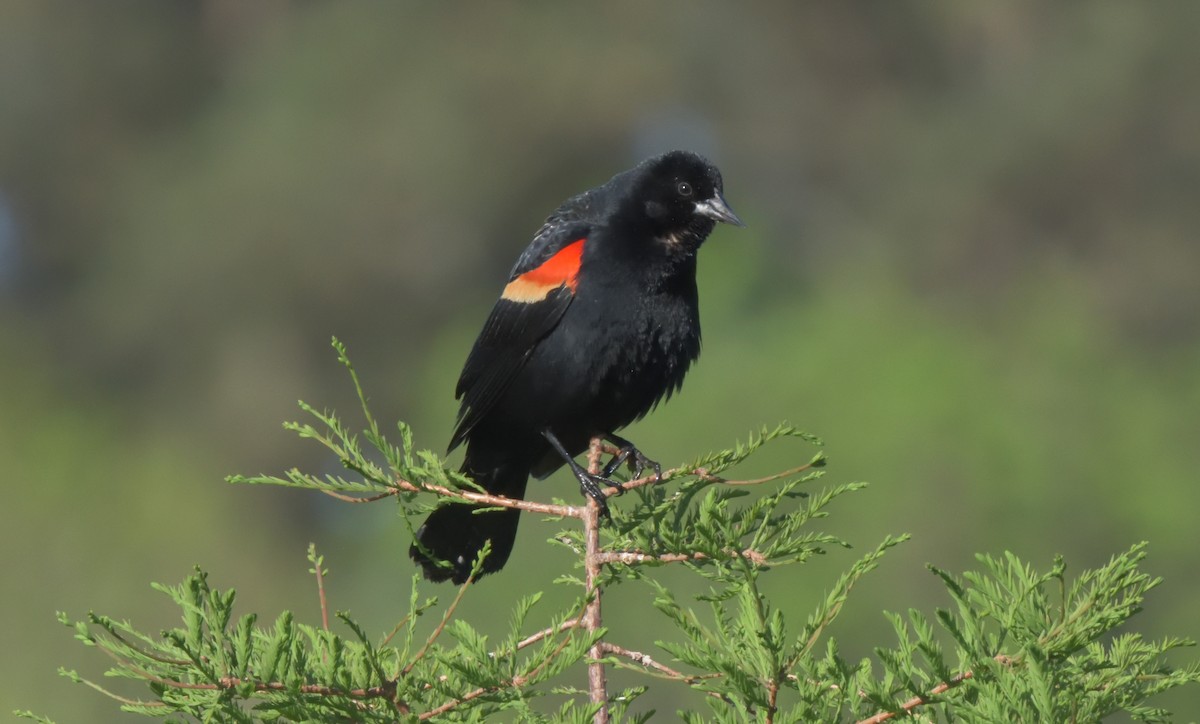Red-winged Blackbird - ML326782691