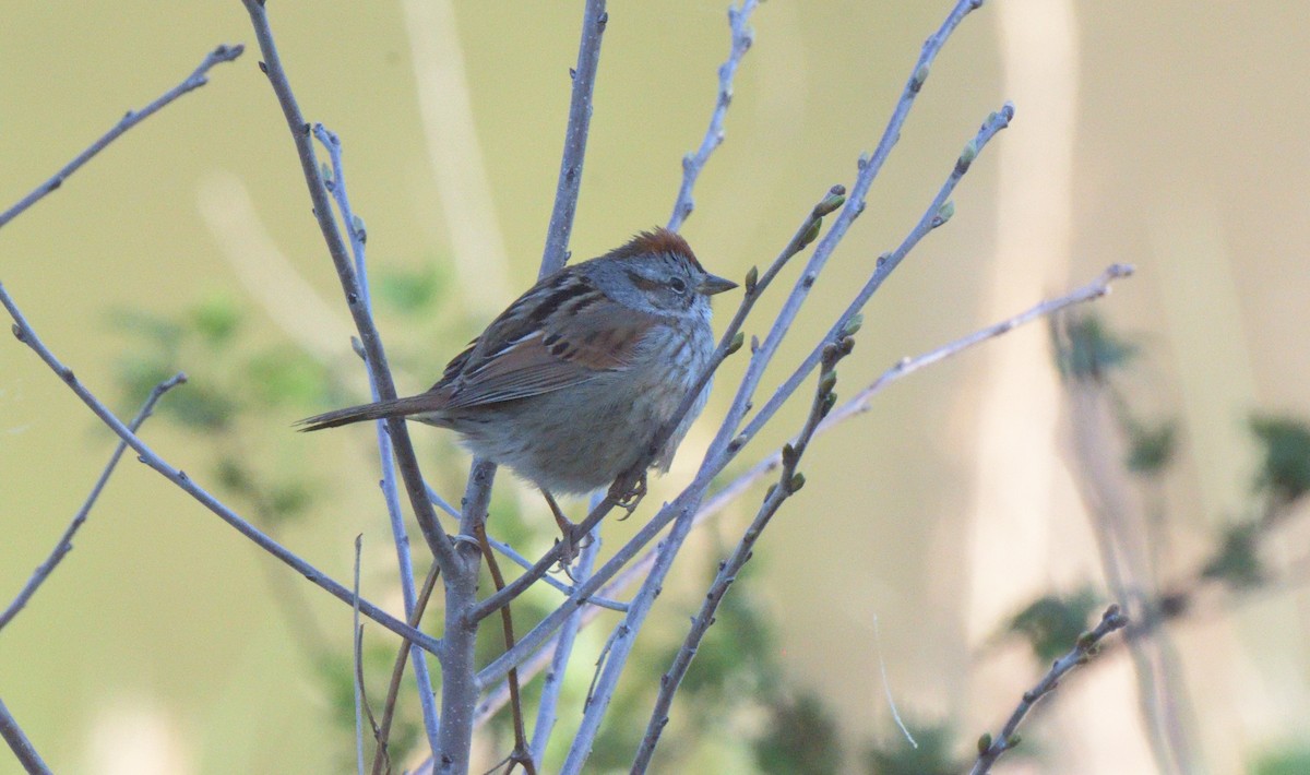 Swamp Sparrow - ML326782741