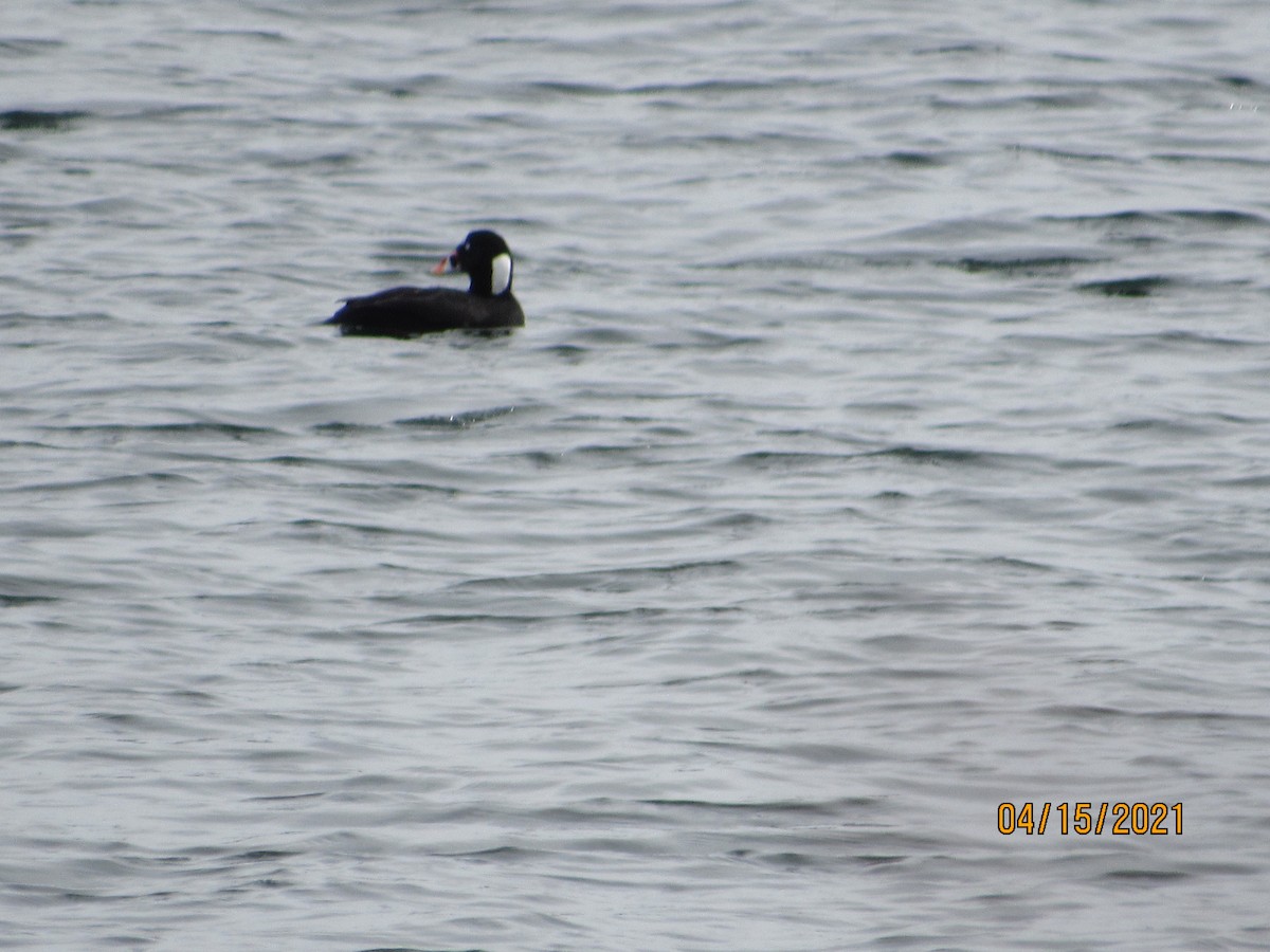 Surf Scoter - Stan Wakefield