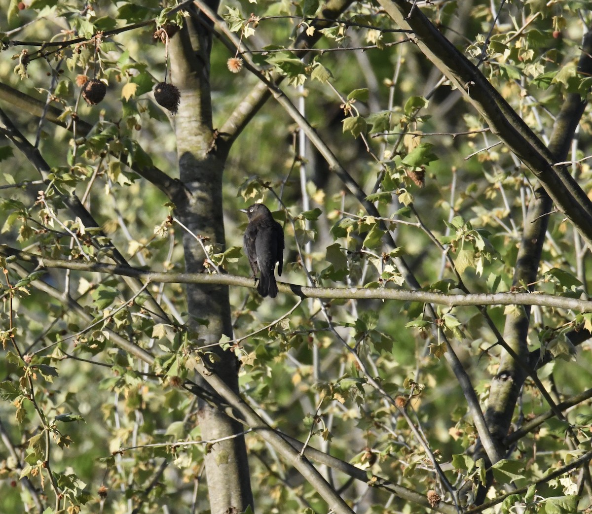 Rusty Blackbird - ML326783391