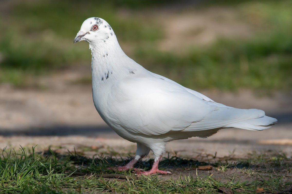 Сизый голубь (Одомашненного типа) - ML326784091