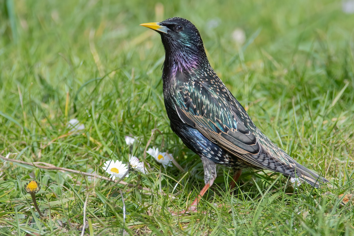 European Starling - ML326784571