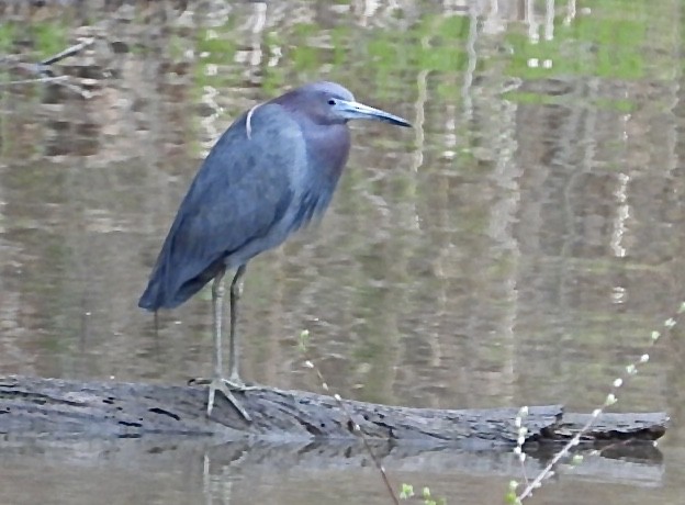 Little Blue Heron - Jean Hampson