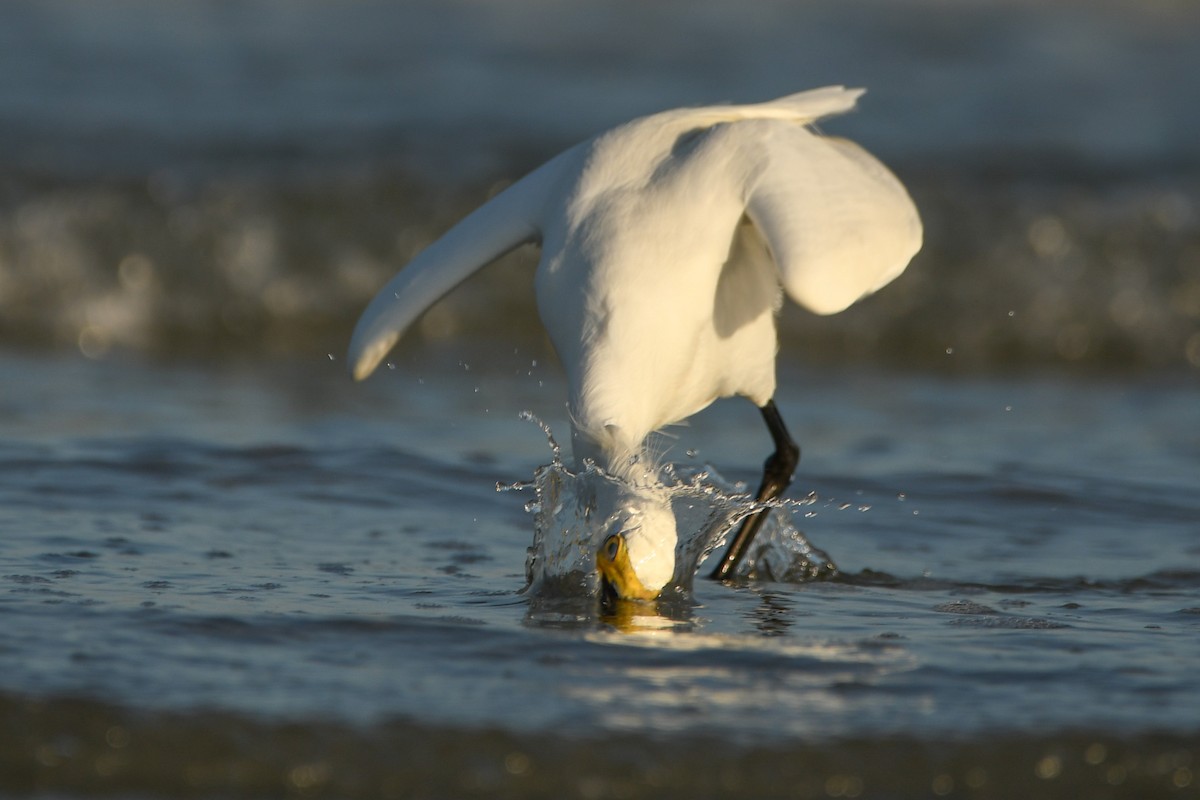 Snowy Egret - Manny Salas