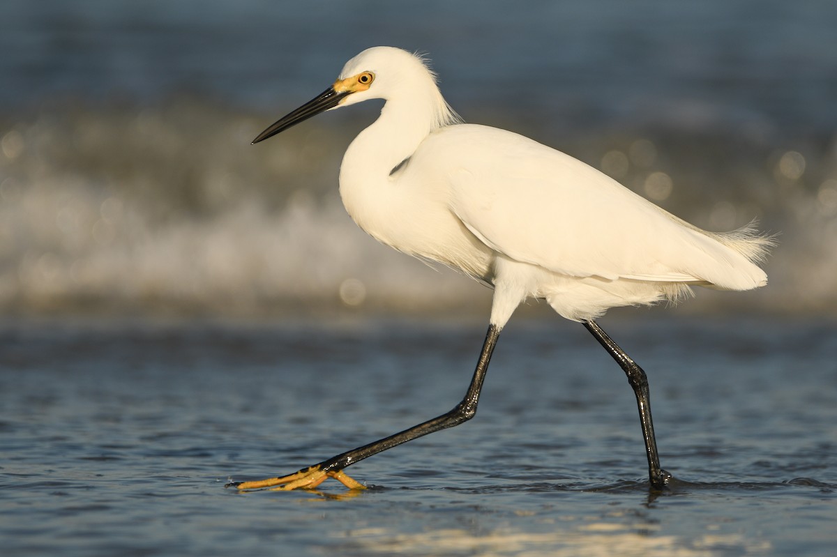 Snowy Egret - ML326786701