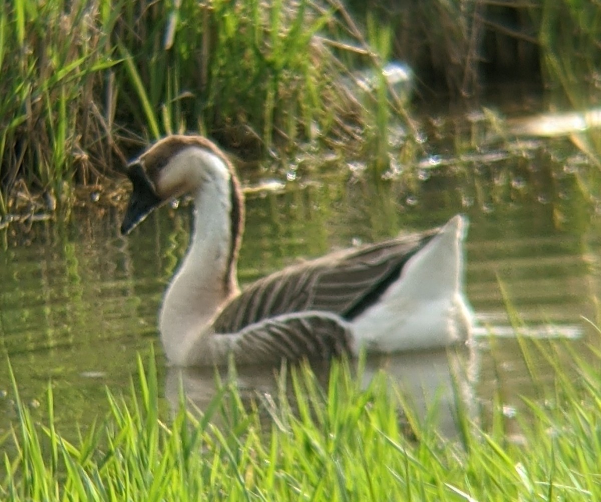 Swan Goose (Domestic type) - ML326787201