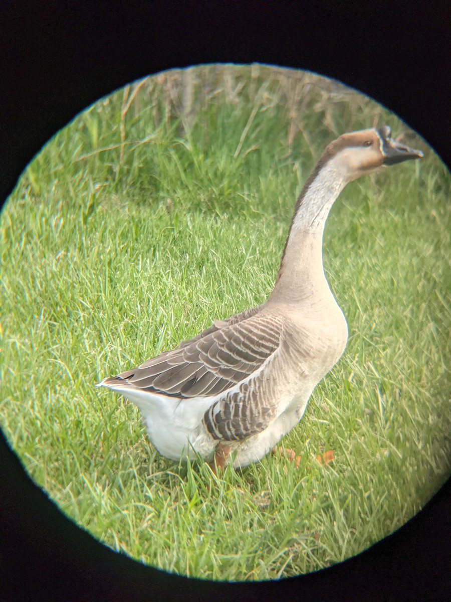 Swan Goose (Domestic type) - ML326787361