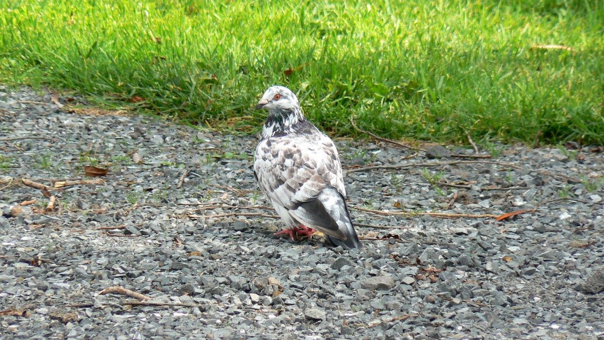 Rock Pigeon (Feral Pigeon) - ML326789111