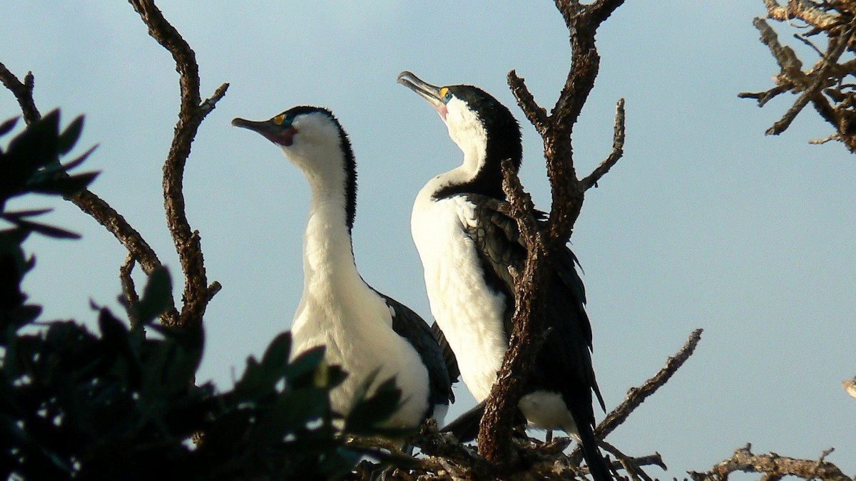 Pied Cormorant - ML326789191