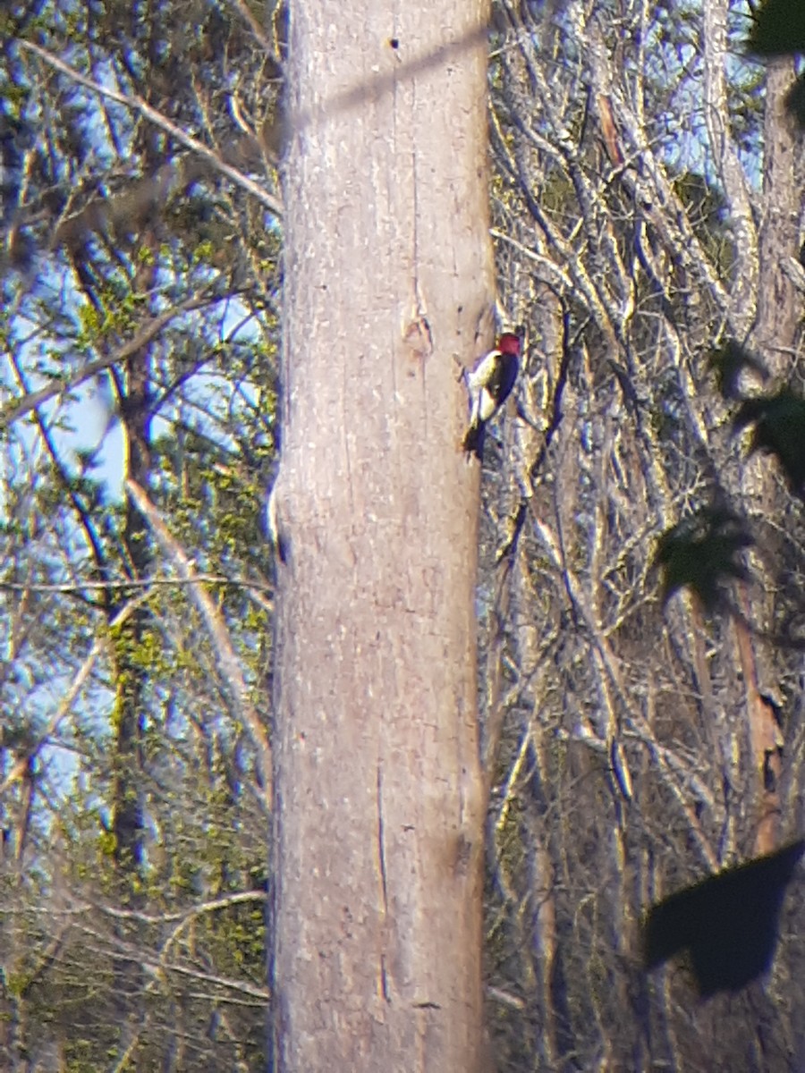 Red-headed Woodpecker - Jeremy Bock