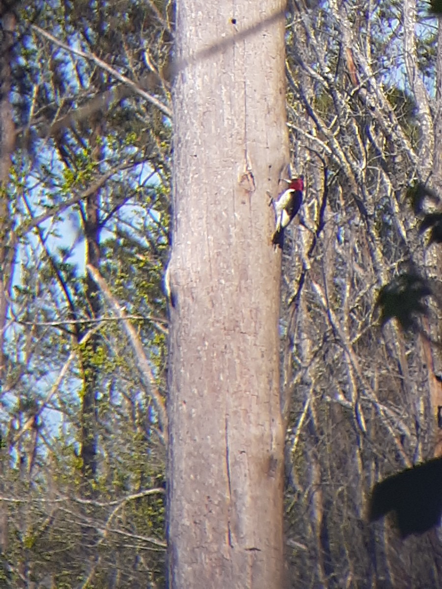 Pic à tête rouge - ML326789521