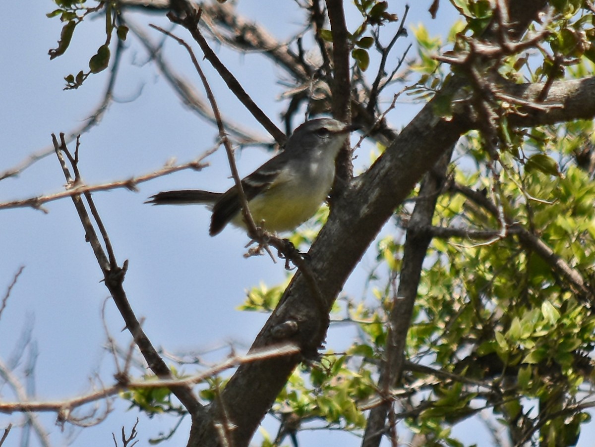 White-crested Tyrannulet (Sulphur-bellied) - andres ebel