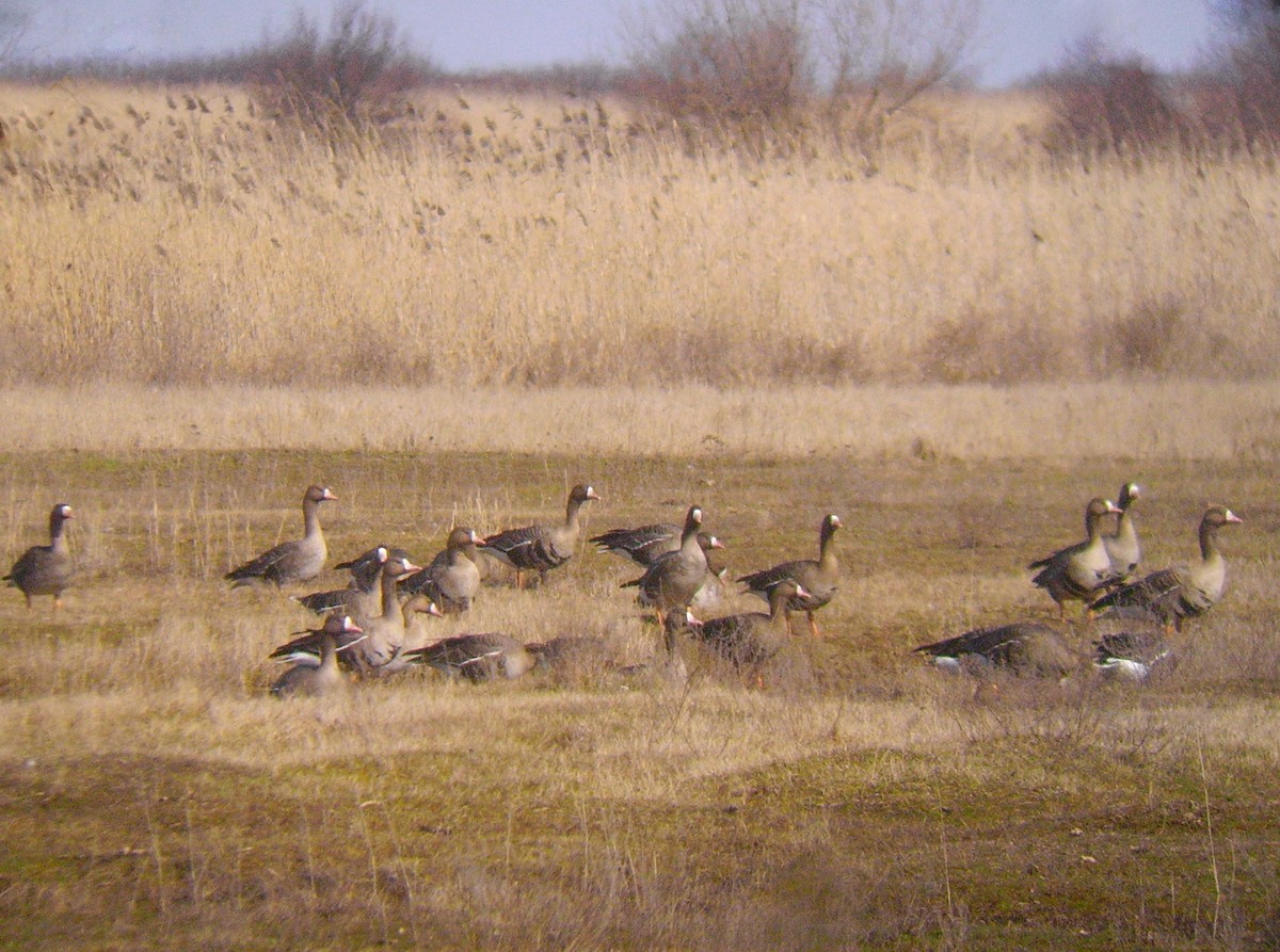 Greater White-fronted Goose - ML326791391