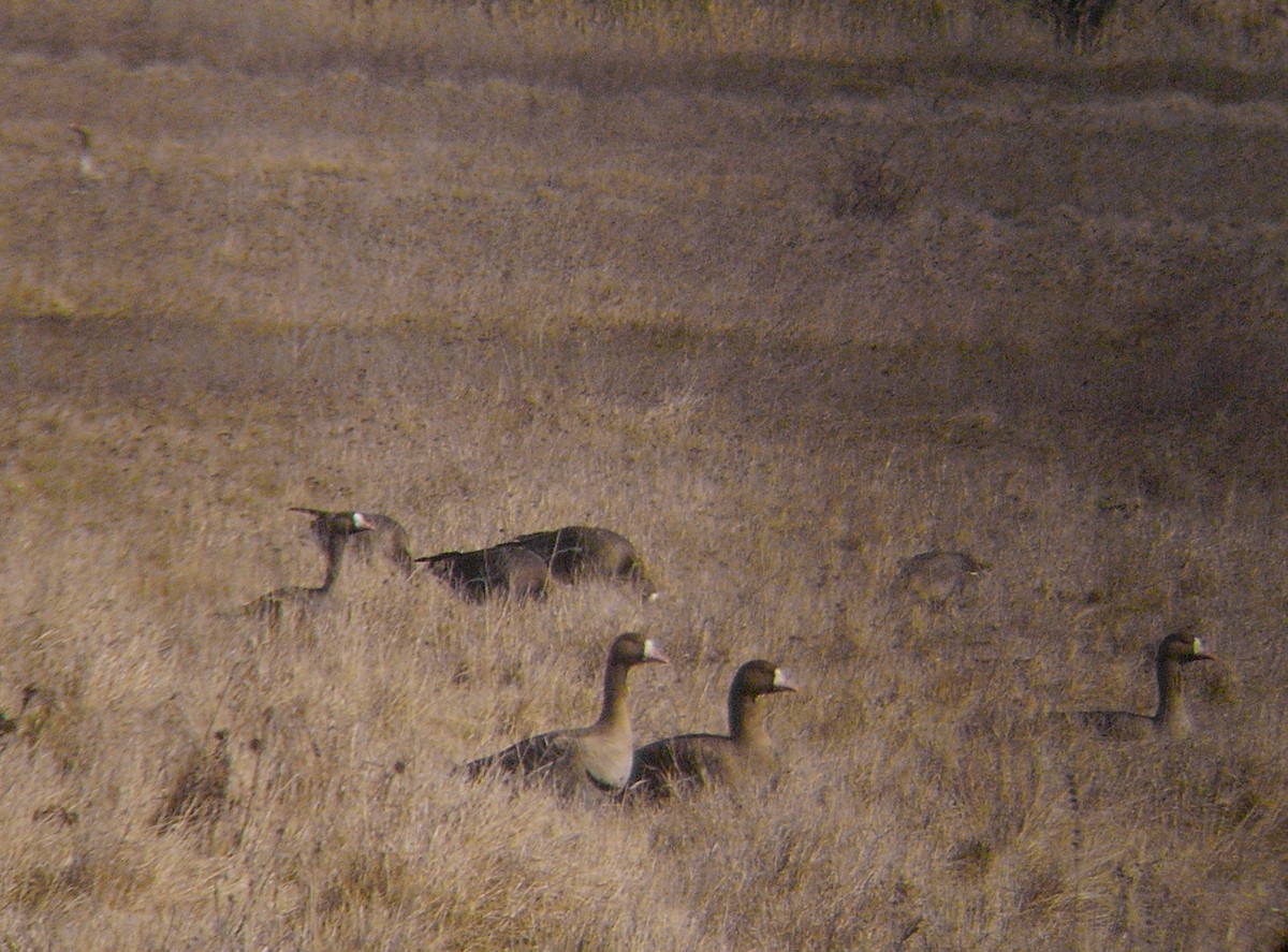 Greater White-fronted Goose - ML326791461
