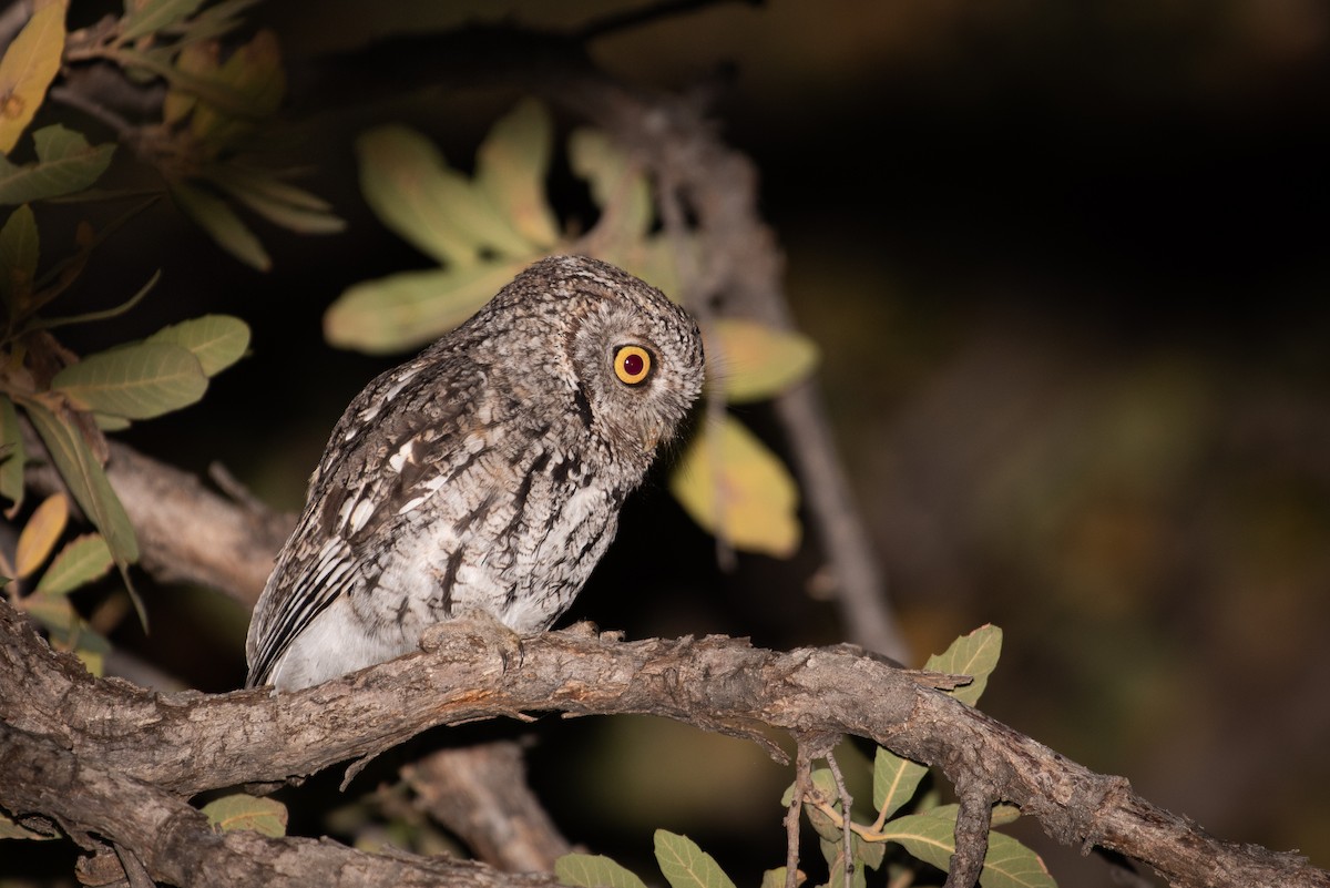 Whiskered Screech-Owl - ML326792141