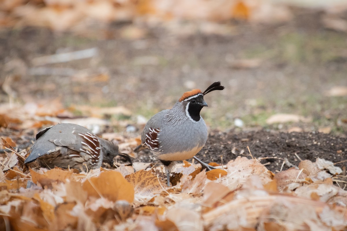 Gambel's Quail - ML326793411