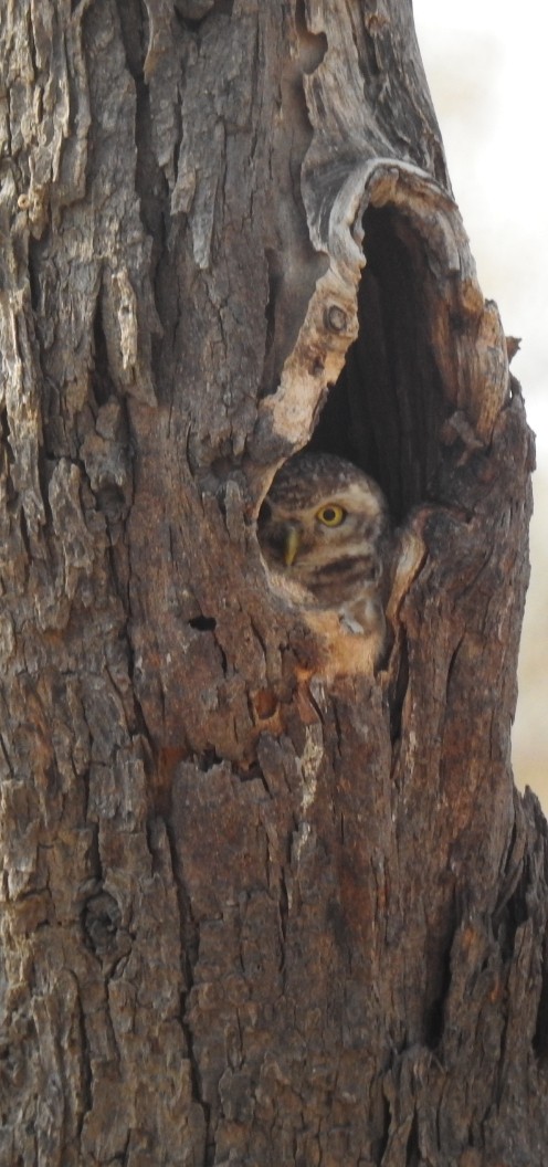 Spotted Owlet - ML326794321