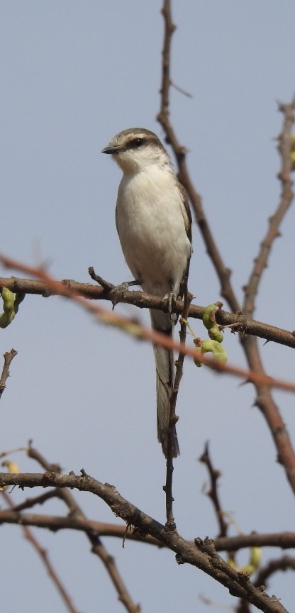 White-bellied Minivet - ML326794441