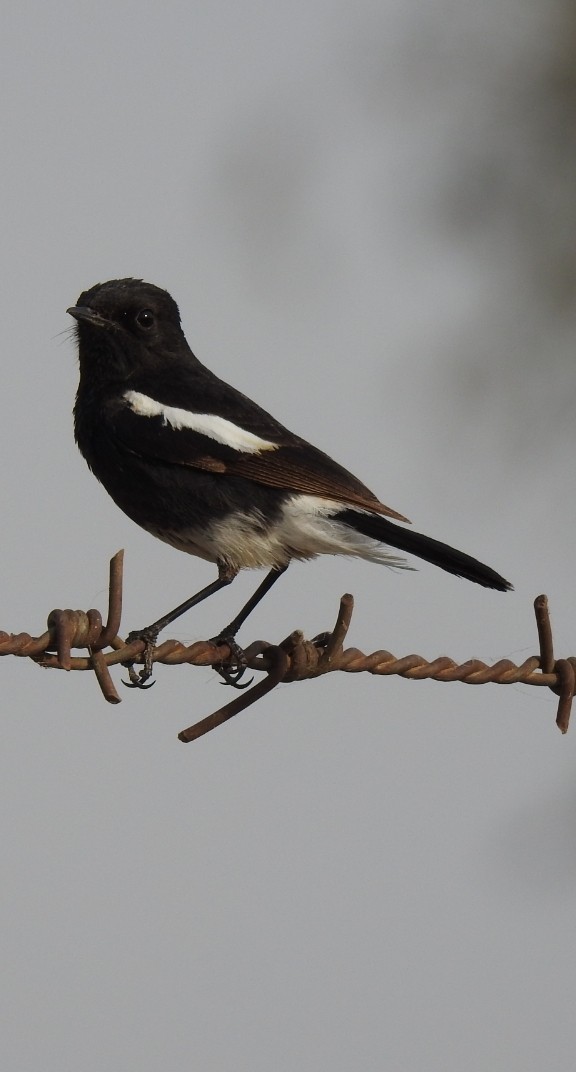 Pied Bushchat - ML326794761