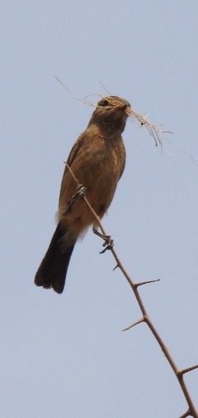 Brown Rock Chat - ML326794781