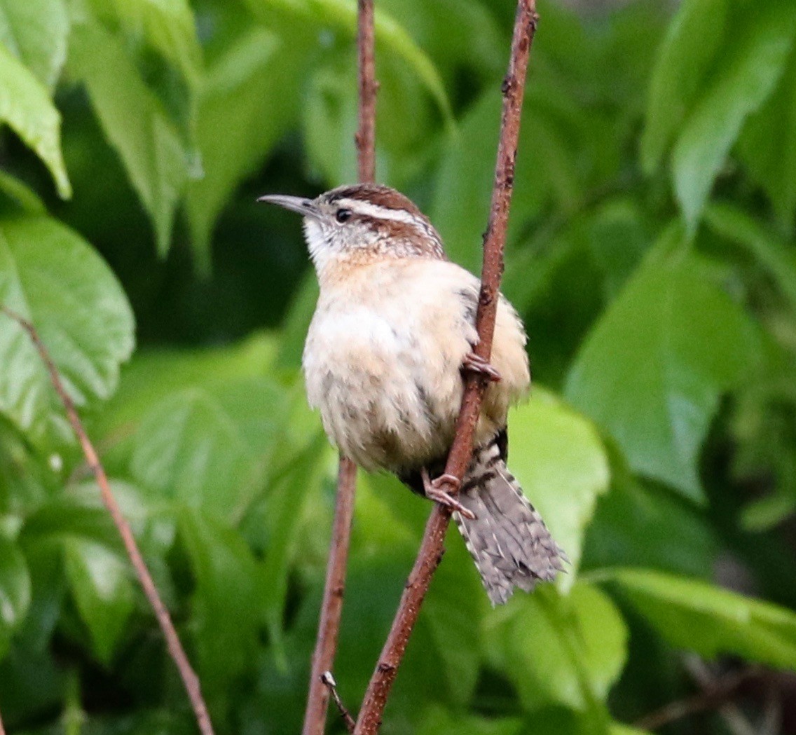 Carolina Wren - ML326798761