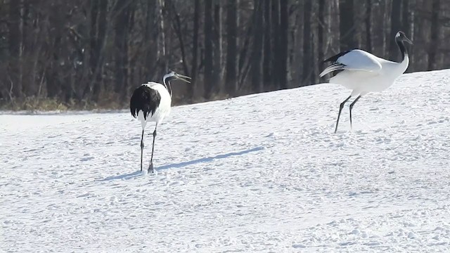 Mandschurenkranich - ML326798921