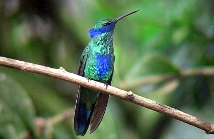 Sparkling Violetear - Josep del Hoyo